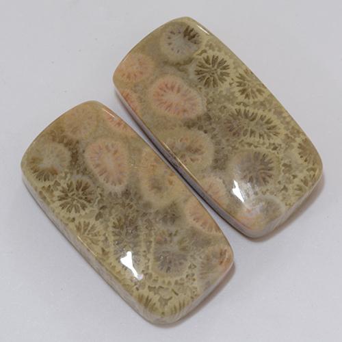 Gemas de Coral fósil Multicolor natural de 31.95 ct, Forma Cojín, Opaco
