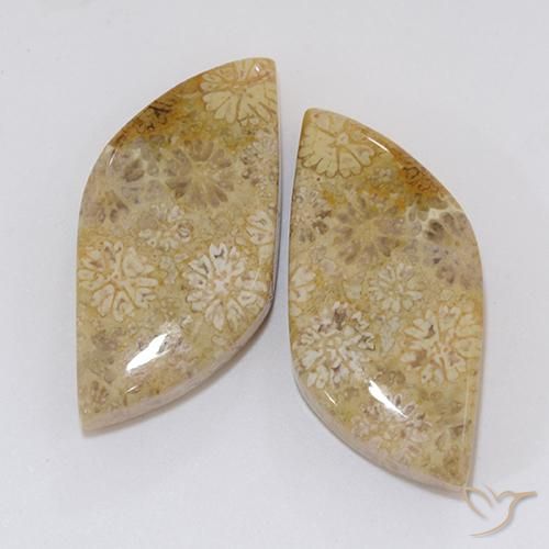 20.45ctw Natural Multicolor Coral fósil, Elegante, Opaco
