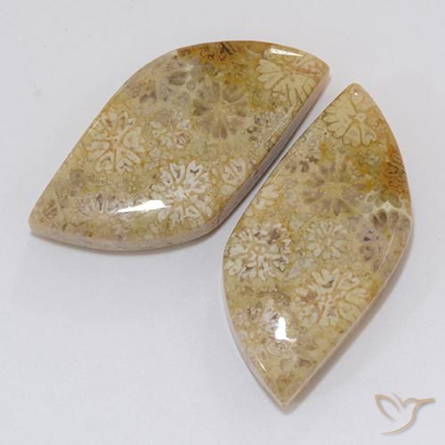 Gemas de Coral fósil Multicolor natural de 20.45 ct, Elegante, Opaco