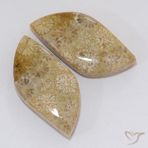 Gemas de Coral fósil Multicolor natural de 20.45 ct, Elegante, Opaco