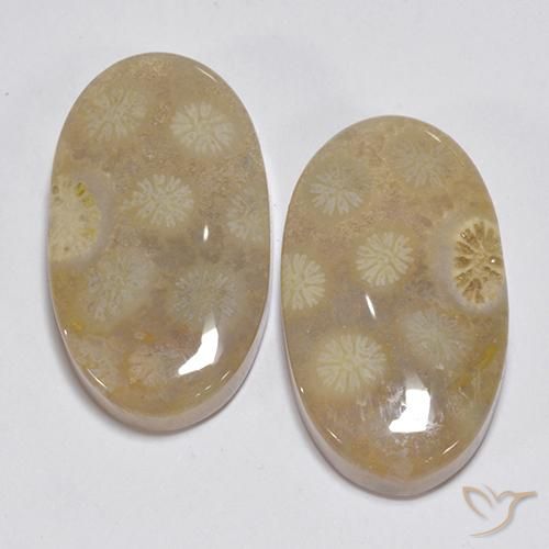 23.63ctw Natural Multicolor Coral fósil, Ovalada, Opaco