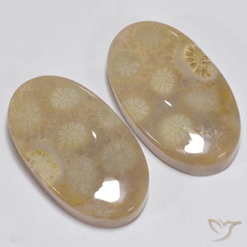 Gemas de Coral fósil Multicolor natural de 23.63 ct, Ovalada, Opaco