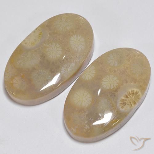 Gemas de Coral fósil Multicolor natural de 23.63 ct, Ovalada, Opaco