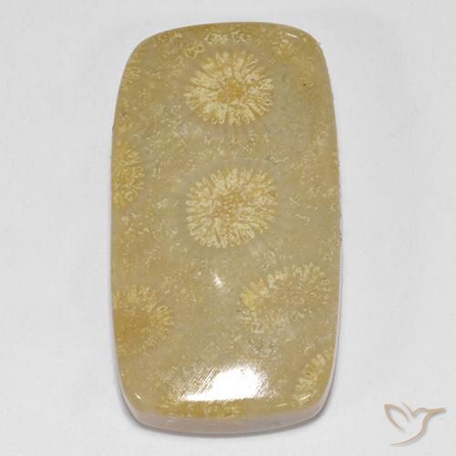 14.52ct Natural Multicolor Coral fósil, Forma Cojín, Opaco