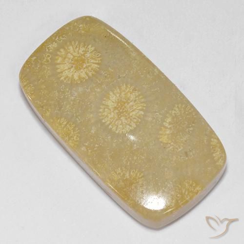 Coral fósil Multicolor natural de 14.52 ct, Forma Cojín, Opaco