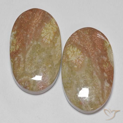 30.58ctw Natural Multicolor Coral fósil, Ovalada, Opaco