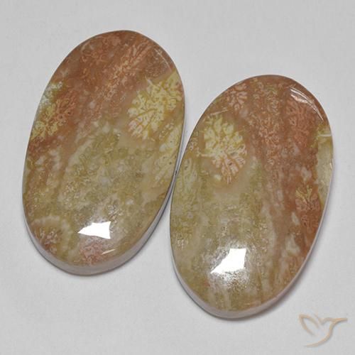 Gemas de Coral fósil Multicolor natural de 30.58 ct, Ovalada, Opaco