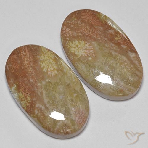 Gemas de Coral fósil Multicolor natural de 30.58 ct, Ovalada, Opaco