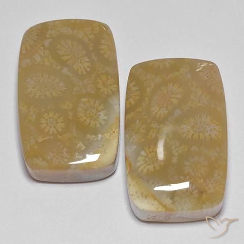 35.99ctw Natural Multicolor Coral fósil, Forma Cojín, Opaco