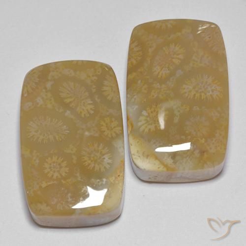 Gemas de Coral fósil Multicolor natural de 35.99 ct, Forma Cojín, Opaco
