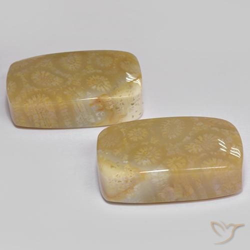 Gemas de Coral fósil Multicolor natural de 35.99 ct, Forma Cojín, Opaco