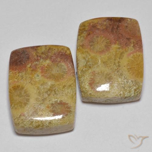 16.64ctw Natural Multicolor Coral fósil, Forma Cojín, Opaco