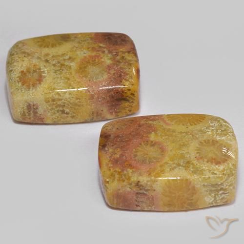 Gemas de Coral fósil Multicolor natural de 16.64 ct, Forma Cojín, Opaco