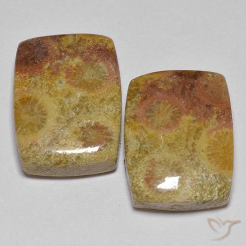 Gemas de Coral fósil Multicolor natural de 16.64 ct, Forma Cojín, Opaco