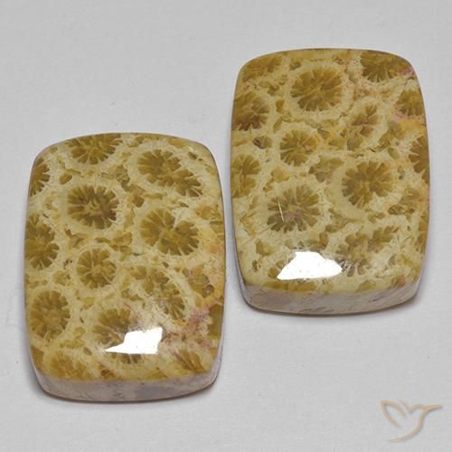 Gemas de Coral fósil Multicolor natural de 27.28 ct, Forma Cojín, Opaco