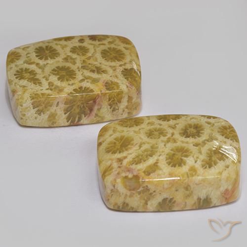 Gemas de Coral fósil Multicolor natural de 27.28 ct, Forma Cojín, Opaco