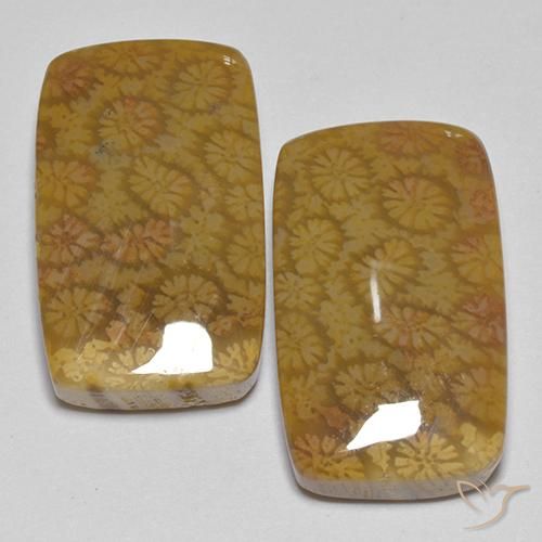 25.75ctw Natural Multicolor Coral fósil, Forma Cojín, Opaco