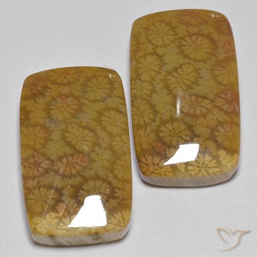 Gemas de Coral fósil Multicolor natural de 25.75 ct, Forma Cojín, Opaco