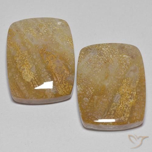 21.49ctw Natural Multicolor Coral fósil, Forma Cojín, Opaco