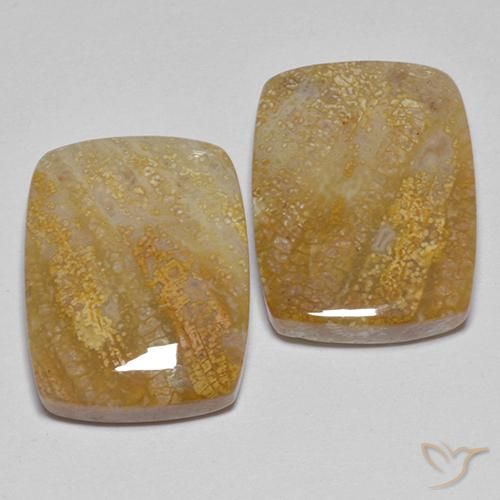 Gemas de Coral fósil Multicolor natural de 21.49 ct, Forma Cojín, Opaco