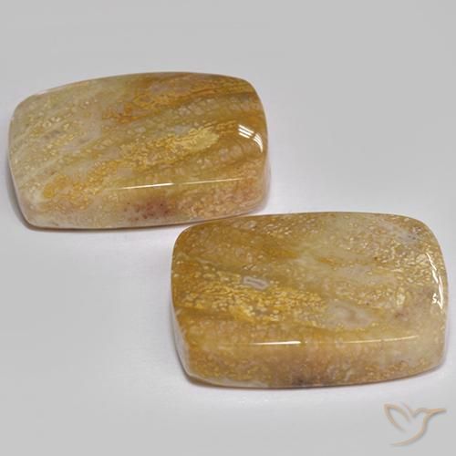 Gemas de Coral fósil Multicolor natural de 21.49 ct, Forma Cojín, Opaco