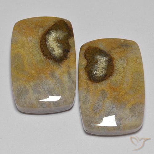 24.86ctw Natural Multicolor Coral fósil, Forma Cojín, Opaco