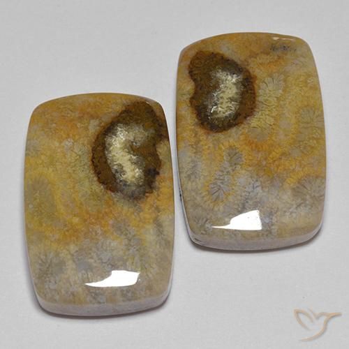 Gemas de Coral fósil Multicolor natural de 24.86 ct, Forma Cojín, Opaco