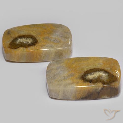 Gemas de Coral fósil Multicolor natural de 24.86 ct, Forma Cojín, Opaco