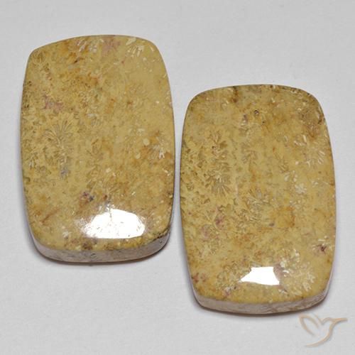 28.04ctw Natural Multicolor Coral fósil, Forma Cojín, Opaco