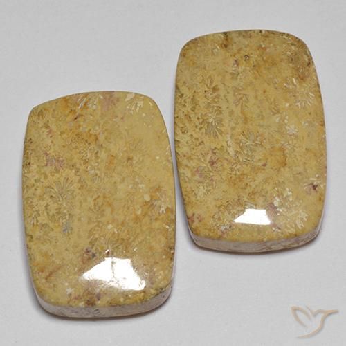 Gemas de Coral fósil Multicolor natural de 28.04 ct, Forma Cojín, Opaco