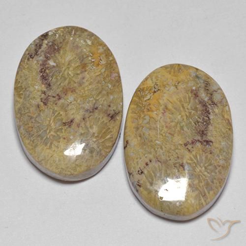 17.68ctw Natural Multicolor Coral fósil, Ovalada, Opaco