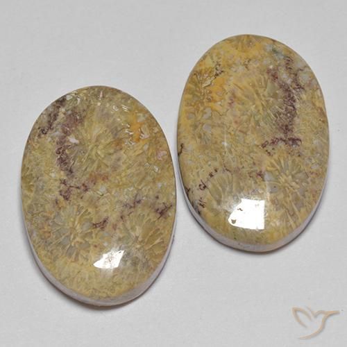Gemas de Coral fósil Multicolor natural de 17.68 ct, Ovalada, Opaco
