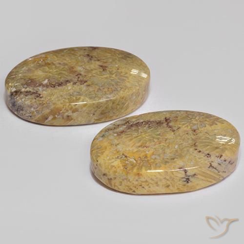 Gemas de Coral fósil Multicolor natural de 17.68 ct, Ovalada, Opaco