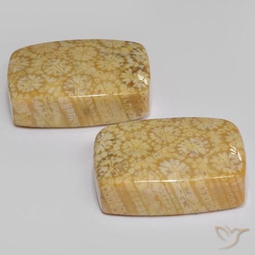 22.29ctw Natural Multicolor Coral fósil, Forma Cojín, Opaco