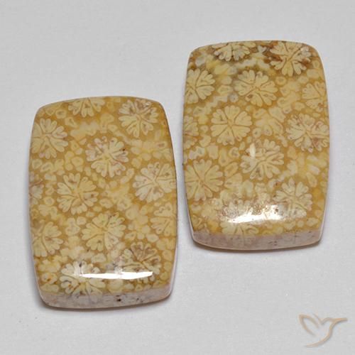 Gemas de Coral fósil Multicolor natural de 22.29 ct, Forma Cojín, Opaco