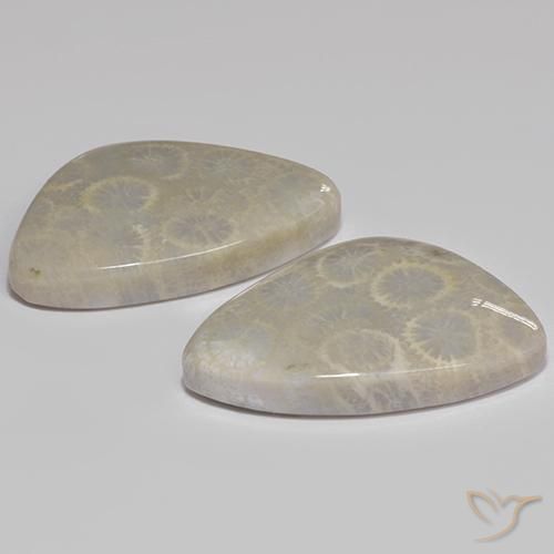 Gemas de Coral fósil Multicolor natural de 27.77 ct, Forma elegante, Opaco