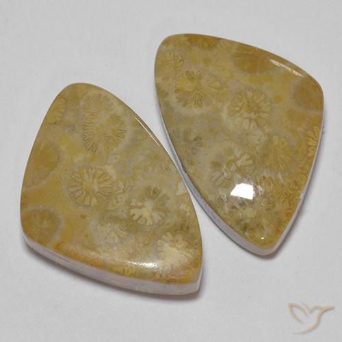 Gemas de Coral fósil Multicolor natural de 29.23 ct, Elegante, Opaco