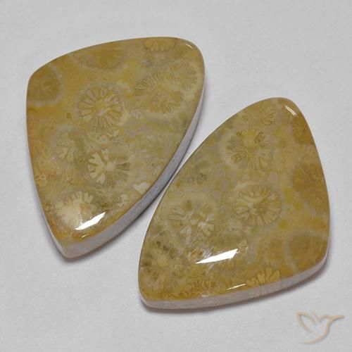 Gemas de Coral fósil Multicolor natural de 29.23 ct, Elegante, Opaco
