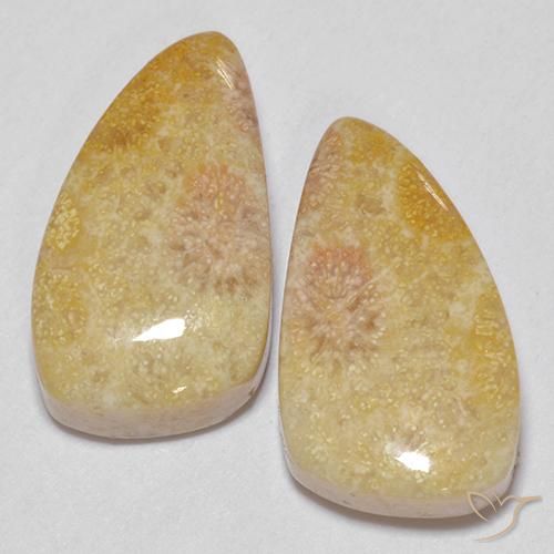 20.83ctw Natural Multicolor Coral fósil, Elegante, Opaco