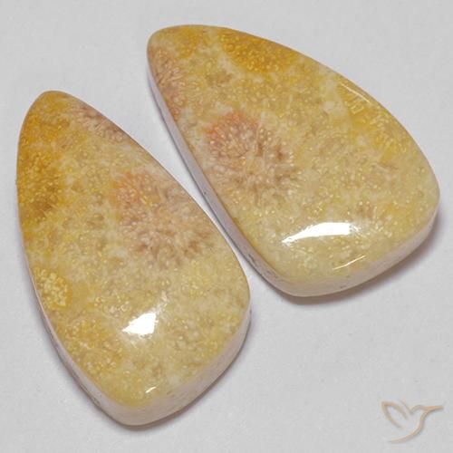 Gemas de Coral fósil Multicolor natural de 20.83 ct, Elegante, Opaco