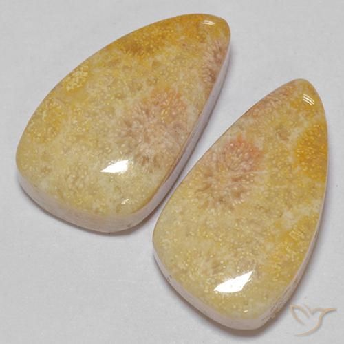 Gemas de Coral fósil Multicolor natural de 20.83 ct, Elegante, Opaco