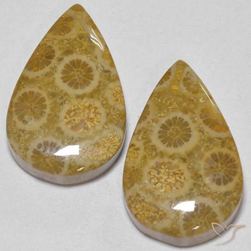 Gemas de Coral fósil Multicolor natural de 17.56 ct, En forma de pera, Opaco