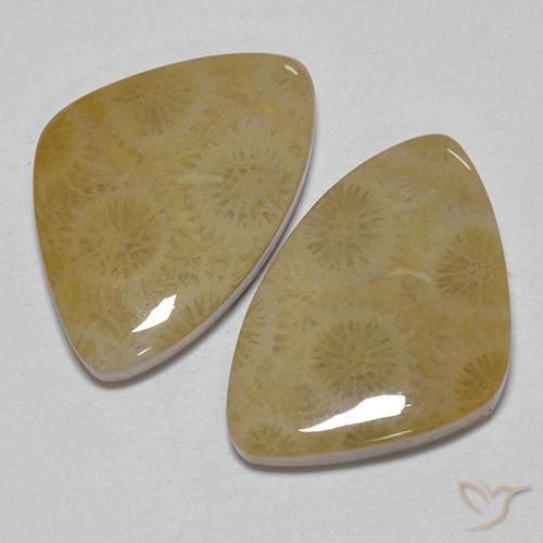 Gemas de Coral fósil Multicolor natural de 23.43 ct, Elegante, Opaco