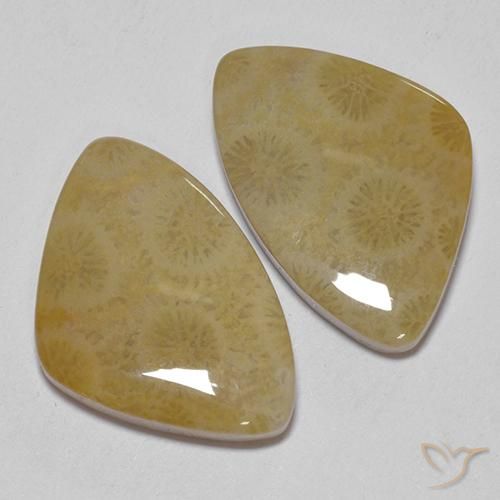 Gemas de Coral fósil Multicolor natural de 23.43 ct, Elegante, Opaco