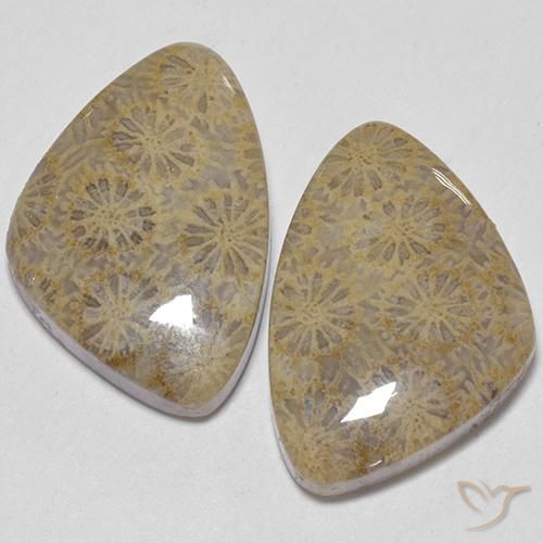 25.49ctw Natural Multicolor Coral fósil, Elegante, Opaco
