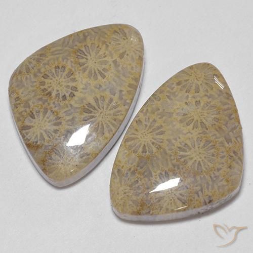 Gemas de Coral fósil Multicolor natural de 25.49 ct, Elegante, Opaco