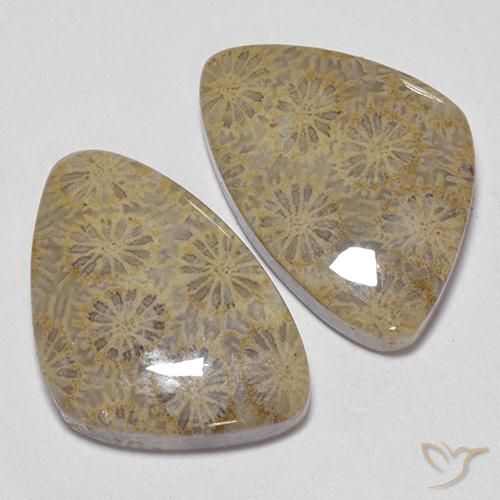 Gemas de Coral fósil Multicolor natural de 25.49 ct, Elegante, Opaco