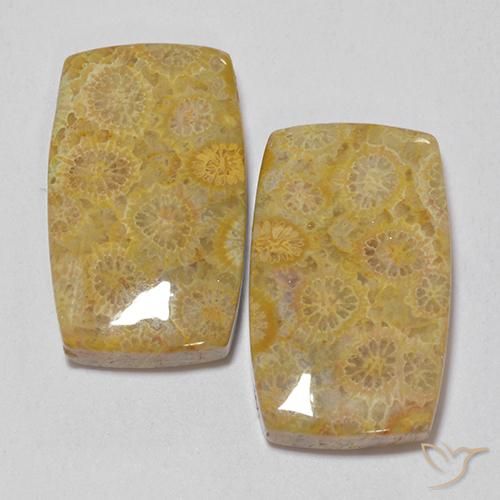 28.73ctw Natural Multicolor Coral fósil, Forma Cojín, Opaco