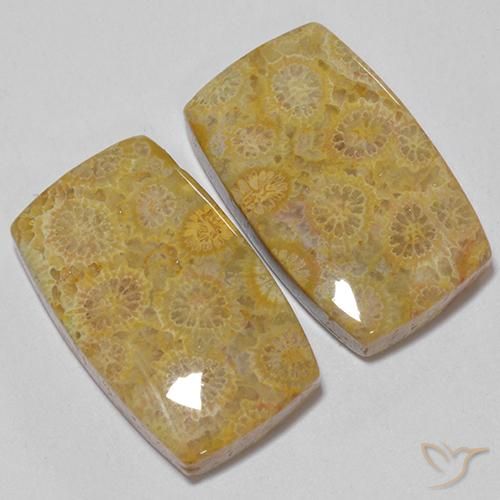 Gemas de Coral fósil Multicolor natural de 28.73 ct, Forma Cojín, Opaco