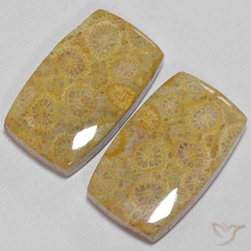 Gemas de Coral fósil Multicolor natural de 28.73 ct, Forma Cojín, Opaco